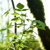 Nature in France. Een project van Fotografie van Nicolas Giangreco - 22.08.2023