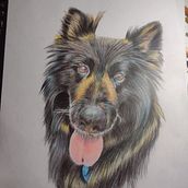 Mi proyecto del curso: Retratos de Mascotas en Lápices de Colores. Projekt z dziedziny Trad, c, jna ilustracja, Ilustracja naturalist i czna użytkownika mariafernanda061620 - 20.08.2023