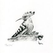 Ritratto di animali con matita di grafite. Un proyecto de Ilustración naturalista				, Dibujo a lápiz y Dibujo de Pina Muscas - 26.08.2023