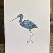 Mi proyecto del curso: Ilustración naturalista de aves con acuarela. Un projet de Illustration traditionnelle, Aquarelle, Dessin réaliste et Illustration naturaliste de Héctor Espinosa - 23.08.2023