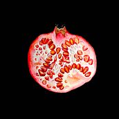 Mijn project van de cursus: Illustreer kunst en wetenschap met botanische aquarel. Un proyecto de Ilustración tradicional, Bellas Artes, Pintura, Dibujo, Pintura a la acuarela e Ilustración botánica de Anita van de Klashorst - 25.08.2023