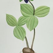 Mi proyecto del curso: Ilustración botánica con acuarela. Traditional illustration, Fine Arts, Painting, Drawing, Watercolor Painting, and Botanical Illustration project by antoniomartins - 08.28.2023