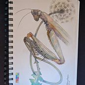 My project for course: Surrealist Illustration Inspired by the praying mantis and dandelion to represent healing. Nature Ein Projekt aus dem Bereich Traditionelle Illustration, Bleistiftzeichnung, Zeichnung, Artistische Zeichnung und Naturalistische Illustration von Tracey - 28.08.2023