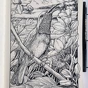 My project for course: Dip Pen and Ink Illustration: Capturing The Natural World . % Ronnie Saulon tarafından hazırlanan Eskiz çizimi, Çizim, Sanatsal Çizim, Eskiz defteri, Mürekkep İllüstras, onu, Doğalcı İllüstras, Ve on projesi - 08.31.2023