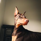 Mi proyecto del curso: Fotografía lifestyle de perros. Un proyecto de Fotografía, Fotografía de retrato, Fotografía para Instagram, Fotografía documental, Fotografía Lifest y le de Bran Delgado - 31.08.2023