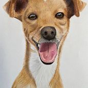 Pets e retratos realistas. Realistic Drawing project by Antonio Guerra - 09.02.2022
