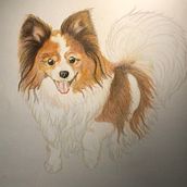 Dellie the Papillion . Un proyecto de Dibujo con lápices de colores de Colleen Betker - 31.08.2023