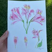 Meu projeto do curso: Aquarela botânica: ilustre a anatomia das flores. Traditional illustration, Fine Arts, Painting, Drawing, Watercolor Painting, and Botanical Illustration project by Amanda Marques - 09.01.2023