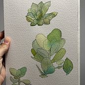 Mon projet du cours : Carnet de croquis botanique : une approche méditative. Traditional illustration, Sketching, Drawing, Watercolor Painting, Botanical Illustration, and Sketchbook project by Maëlle Allegrini - 09.02.2023