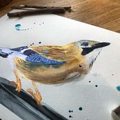 Eichelhäher Aquarell. Ilustração tradicional, e Pintura em aquarela projeto de sonbader - 03.09.2023