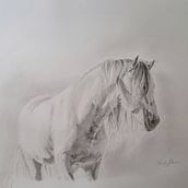 Il mio progetto del corso: Immagini realistiche della fauna in matita grafite. Fine Arts, Pencil Drawing, Drawing, Realistic Drawing, and Naturalistic Illustration project by Barbara Baiano - 09.03.2023
