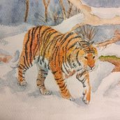 Mi proyecto del curso: Tigre en la nieve.. Ilustração tradicional, Pintura em aquarela, Desenho realista e Ilustração naturalista projeto de laura_sr2 - 04.09.2023
