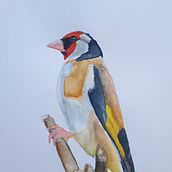 Mijn project van de cursus: Vogels illustreren met artistieke aquarel Ein Projekt aus dem Bereich Traditionelle Illustration, Aquarellmalerei, Realistische Zeichnung und Naturalistische Illustration von Angelique Termeer - 04.09.2023