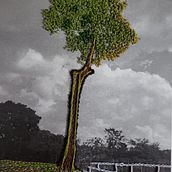 Meu projeto do curso: Introdução ao bordado em fotografias: crie imagens com textura - A Castanheira.  (planta nativa da Amazônia) . Photograph, Paper Craft, Embroider, DIY, and Textile Design project by Graciney Maria Castro - 09.03.2023