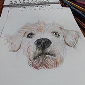 Mi proyecto del curso: Retratos de Mascotas en Lápices de Colores. Projekt z dziedziny Trad, c, jna ilustracja, Ilustracja naturalist i czna użytkownika Mari Ortiz - 07.09.2023