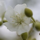 Nature Macro Photos. Photograph, Photograph, Post-production, Photo Retouching, and Fine-Art Photograph project by Pol Zapata Salarich - 09.07.2023