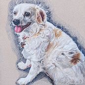 My project for course: Pet Portraits in Colored Pencils. Traditional illustration, and Naturalistic Illustration project by Wretched Commonly - 09.08.2023