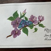 Hibiscus Syriacus . % Marina Grinberg tarafından hazırlanan Geleneksel illüstras, Ve on projesi - 09.05.2023