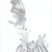 Minhas primeiras ilustrações biológicas. Un proyecto de Ilustración tradicional, Dibujo a lápiz e Ilustración botánica de Elice Garcia Manhães Viana - 09.09.2023