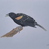 My project for course: Naturalist Bird Illustration with Watercolors. Un proyecto de Ilustración tradicional, Pintura a la acuarela, Dibujo realista e Ilustración naturalista				 de Abra Bergen - 07.09.2023