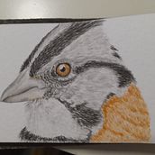 Mi proyecto del curso: Técnicas experimentales de acuarela para principiantes. Un progetto di Illustrazione tradizionale, Belle arti, Pittura ad acquerello e Illustrazione naturalistica di danielazambranoalvarez - 05.01.2023