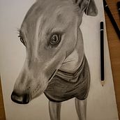 Graphite Sketch - Luna Whippet. Sketching, Pencil Drawing, Realistic Drawing, and Drawing project by Tiffanee Cook - 08.31.2023