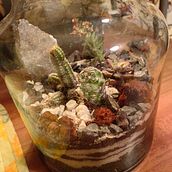 Mi proyecto del curso: Arte vegetal: crea tu propio terrario abierto. Projekt z dziedziny Projektowanie wnętrz, Architektura krajobrazu,  Dekoracja wnętrz, DIY, Kompoz i cje kwiatowe i botaniczne użytkownika Adolfo Pérez López - 11.09.2023