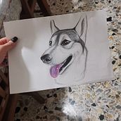 Il mio progetto del corso: Ritratto di animali da compagnia con matite colorate . % Debora Verdini tarafından hazırlanan Geleneksel illüstras, on, Doğalcı İllüstras, Ve on projesi - 09.13.2023