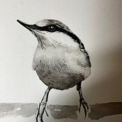 My project for course: Artistic Watercolor Techniques for Illustrating Birds. Watercolor Painting, Realistic Drawing, Traditional illustration, and Naturalistic Illustration project by pzachari - 09.13.2023