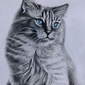 Il mio progetto del corso: Ritratto di animali da compagnia con matite colorate. Traditional illustration, and Naturalistic Illustration project by Serena Maggi - 09.16.2023