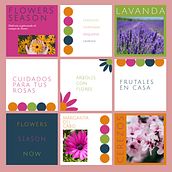 Mi proyecto del curso: Diseño gráfico para principiantes. Campo de flores.. Un progetto di Design, Br, ing, Br, identit, Graphic design, Tipografia, Design di loghi e Design tipografico di Lorena Baldazar - 15.09.2023