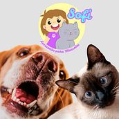 diseño marca logo sofi accesorios para mascotas  Ein Projekt aus dem Bereich Logodesign, Br, ing und Identität und Design von geovanny patiño romero - 08.07.2023