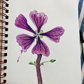 My project for course: Botanical Sketchbooking: A Meditative Approach. Traditional illustration, Sketching, Drawing, Watercolor Painting, Botanical Illustration, and Sketchbook project by leila_forsythe - 09.20.2023