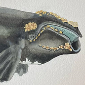 Mon projet du cours : Techniques d'illustration naturaliste : baleines à l'aquarelle Ein Projekt aus dem Bereich Bildende Künste, Malerei, Aquarellmalerei und Naturalistische Illustration von Isabel Cayer - 21.09.2023