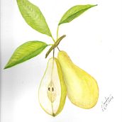 Meu projeto do curso: Ilustração botânica realista: entre em contato com a natureza. Painting, Watercolor Painting, Botanical Illustration, and Naturalistic Illustration project by Claudio Santana - 09.24.2023