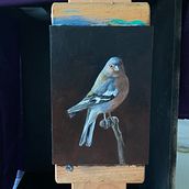 My project for course: Classical Oil Painting for Naturalist Bird Portraiture. Fine Arts, Painting, Oil Painting, and Naturalistic Illustration project by ableitung.misc - 09.24.2023
