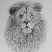 animals . Pencil Drawing, Drawing, Creativit, and Sketching project by Henk van Essen - 09.24.2023