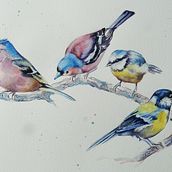 My project for course: Artistic Watercolor Techniques for Illustrating Birds. Traditional illustration, Watercolor Painting, Realistic Drawing, and Naturalistic Illustration project by Fiona Redmond - 09.24.2023