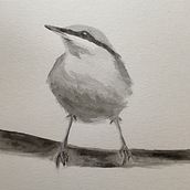 : Artistic Watercolor Techniques for Illustrating Birds Final Project. Watercolor Painting, Realistic Drawing, Traditional illustration, and Naturalistic Illustration project by Tish ODell - 09.25.2023