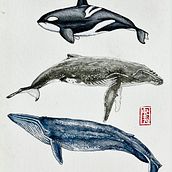 Meu projeto do curso: Técnicas de ilustração naturalista: baleias em aquarela. Un proyecto de Bellas Artes, Pintura, Pintura a la acuarela e Ilustración naturalista				 de Marcelo Pretti - 19.09.2023