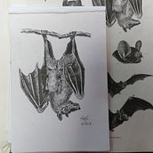 Proyecto Animales  . Ilustrasi tradisional, 3D, Seni, Kerajinan, Lukisan, Dan Menggambar proyek oleh Marylin Cespedes Cortes - 09.25.2023