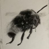 Mon projet du cours : Illustration naturaliste à l'aquarelle et au fusain. Traditional illustration, Painting, and Naturalistic Illustration project by Trysken Van Crombrugge - 09.26.2023