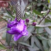 Mi proyecto del curso: Bisutería floral: crea accesorios con flores frescas. Un progetto di Design di accessori, Design di gioielli, Fashion design, DIY e Design floreale e vegetale di hadad_abi - 26.09.2023