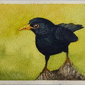Watercolor birds. Watercolor Painting project by freijabrouwer - 05.10.2023