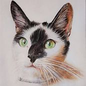 Pet Portrait in Colour Pencils. Un projet de Dessin de Zoe Pasca - 29.09.2023
