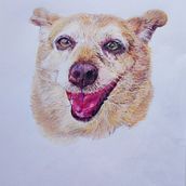 Dog Portrait in Color Pencils. Un projet de Beaux Arts, Dessin, Dessin réaliste, Gestion de portefeuille, Dessin au cra , et on de Zoe Pasca - 29.09.2023