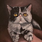 Mi proyecto del curso: Retrato realista de mascotas con pintura al óleo, Retrato de un gato de raza exótica. Fine Arts, Painting, Oil Painting, and Naturalistic Illustration project by Isabel Troyo - 09.30.2023
