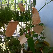Mi proyecto del curso: Prendas naturales: diseño sostenible y tintura botánica. Arts, Crafts, DIY, Textile D, eing, and Textile Design project by MARCELA GUARDIOLA - 09.29.2023