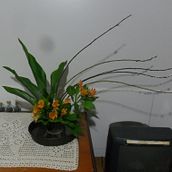 Trabalhos botânicos anteriores e Meu projeto do curso: Técnicas básicas para prensar flores e plantas. Un progetto di Artigianato, Belle arti, Collage, DIY e Design floreale e vegetale di Priscila Camargo Reis - 02.10.2023