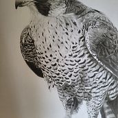My project for course: Naturalistic Animal Drawing with Graphite Pencil. Traditional illustration, Pencil Drawing, Drawing, and Naturalistic Illustration project by mlloyd1982 - 10.01.2023